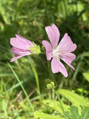 IMG_5586.jpeg