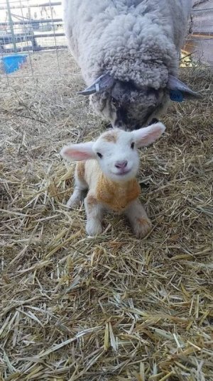 welcome lamb.jpg