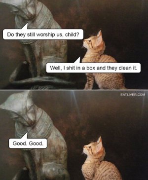 cat.jpg