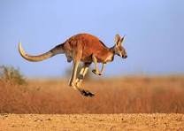 kangaroo.jpg