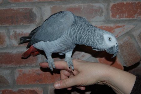 DSC_0062.JPG