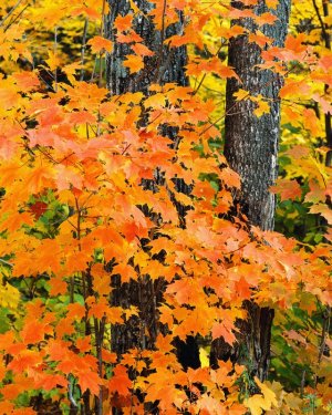 Fall Lvs.JPG