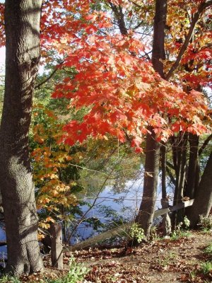autumn reds.jpg