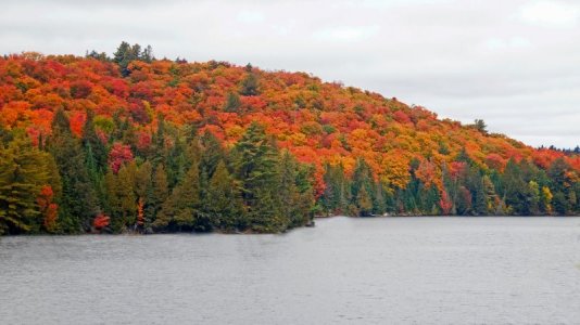 algonquin park in autumn.jpg