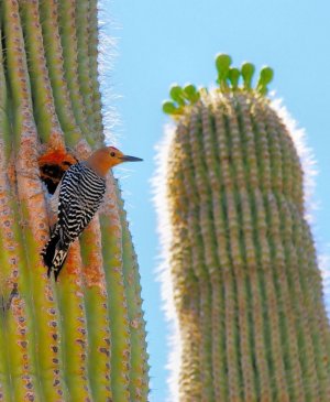 cavtuswoodpecker.jpg