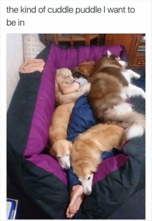 love of dogs.jpg