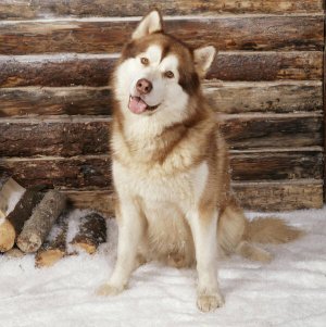 082524malamute.jpg