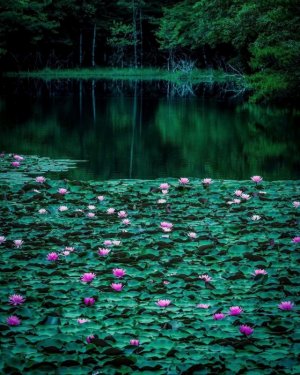 tumblr_589e9abfd57b2b8223f3ee01afb6eacd_581c3fe4_1280.jpg