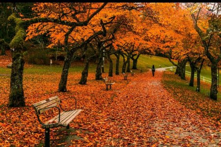 burnaby-mountain-fall-colours.jpg