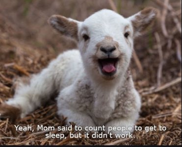 lamb.jpg