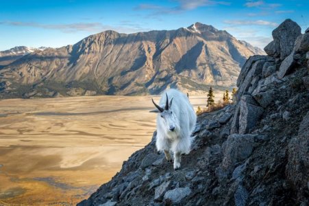 mountaingoat.jpg