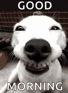 goodmorn.doggrin.gif