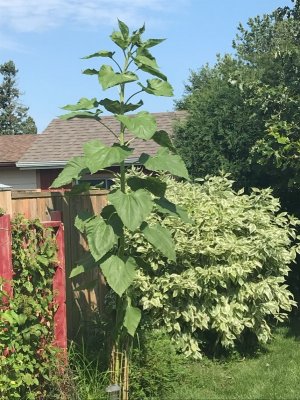 Sunflower 2024.jpg