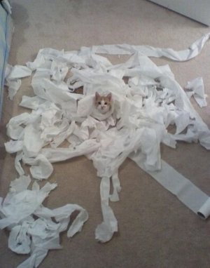 cattitude tp.jpg