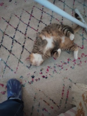 GINGER 1.jpg
