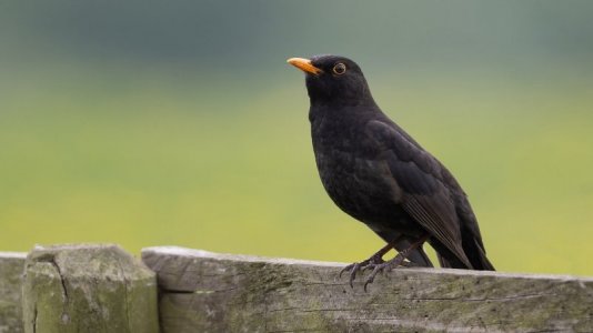 BlackBird-Crow.jpg