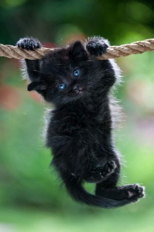 kitten blk.jpg