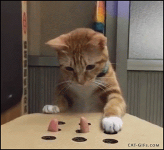 kittenplaying.gif