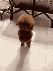 dancingpuppy2.gif