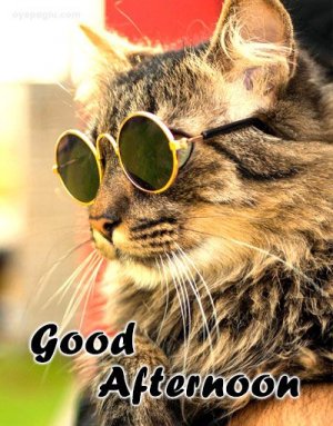 cat.jpeg