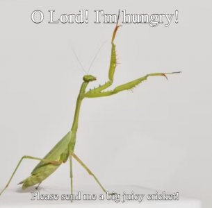 mantis1.jpg