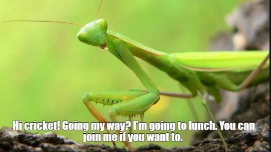 mantis2.jpg