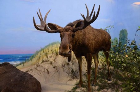 moose.jpg