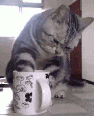 catdrinkingcoffee.gif