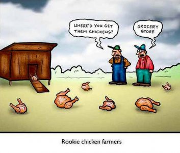 wheredidyougetthechickens.jpg