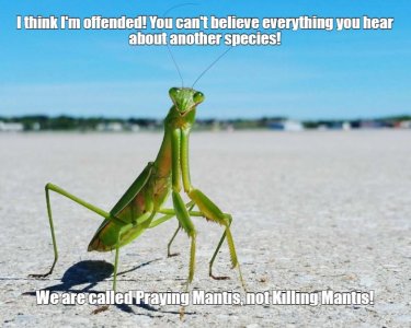 mantis3.jpg