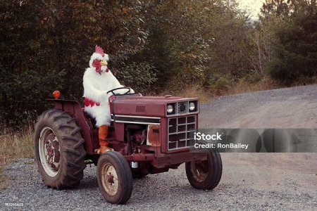 chickenfarmer.jpg