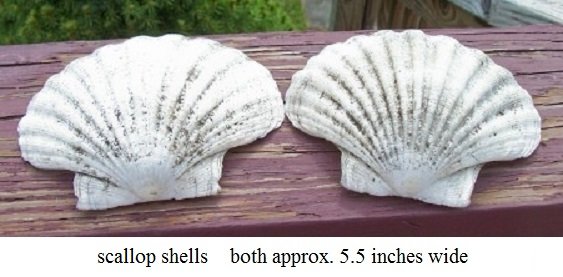 sea shells1.jpg
