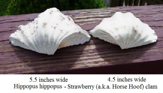 sea shells2.jpg