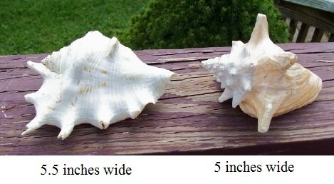 sea shells3.jpg
