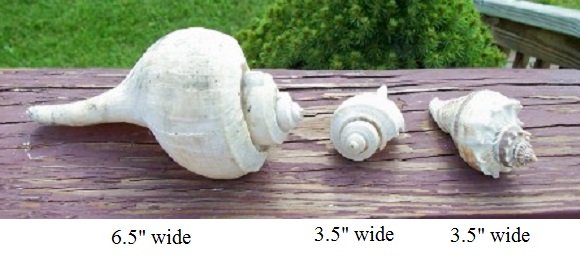 sea shells4.jpg