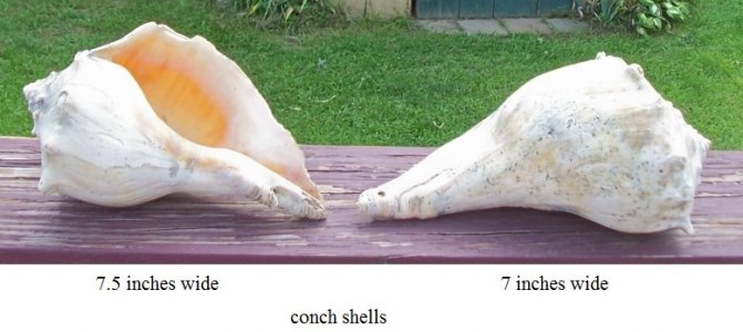 sea shells5.jpg
