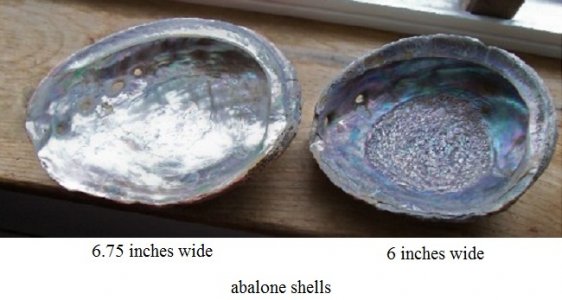sea shells7.jpg