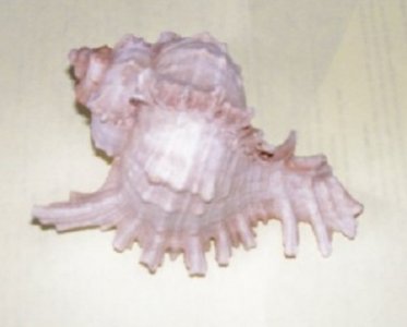 sea shells6.jpg