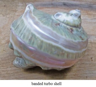 sea shell.jpg