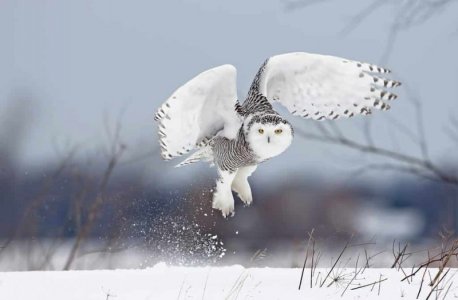 snowy-owl.jpg