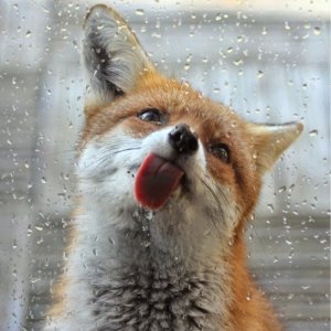 funny-animals-184-27.jpg