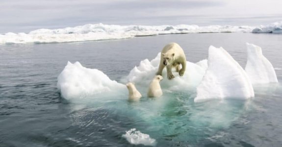 polar-bears.jpg
