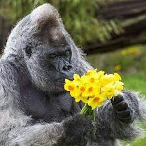 Daffodils @.jpg