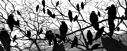 Murder+of+Crows-2250606197.gif