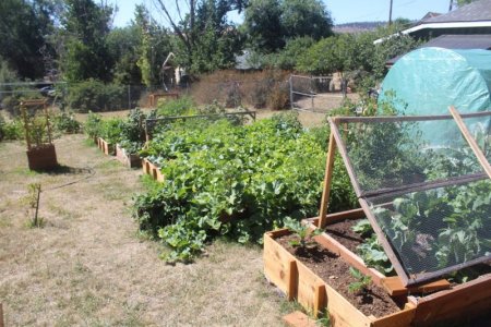 garden before harvet.jpg