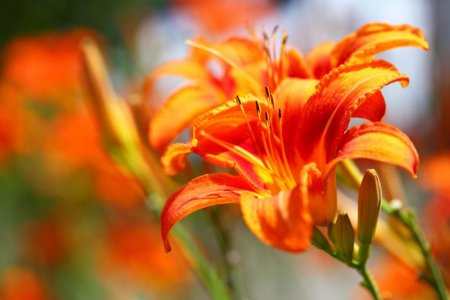 orange-lilium-flowers-768x512.jpg