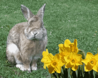 tenor (1).gif