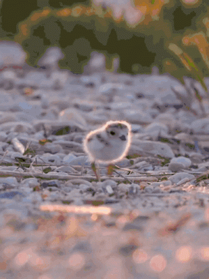 tumblr_7ff071c5407752abbcf5c925e89348f8_a53eaefa_400.gif (1).gif