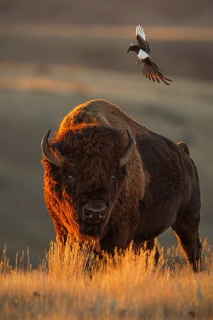 barfallo-bird.jpg