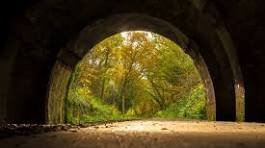 New Forest1.jpg